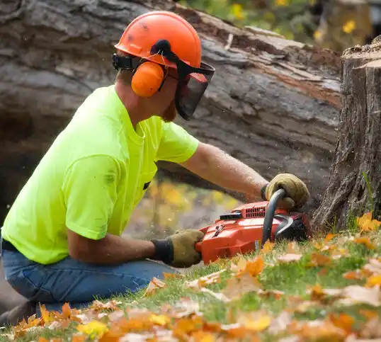 tree services Roseau